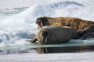 Walrus in Svalbard